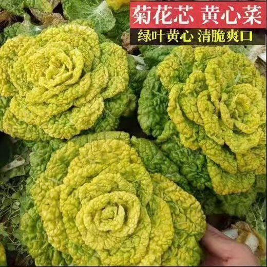 Yellow cabbage seeds are cold and wet-resistant, chrysanthemum heart butter yellow cabbage vegetable seeds for garden planting, yellow cabbage seeds, buy three packs, get two packs free, about 5,000 grains