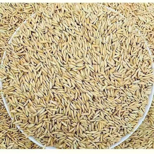 Long rice 1 Jin Jin is equal to 0.5 kg. Feed chickens, ducks, geese and pigeons cheap wholesale 0.5KG farmer long rice paddy with shell millet. 1 Jin Jin is equal to 0.5 kg. Net weight 480 grams. Selected Wannan long rice.