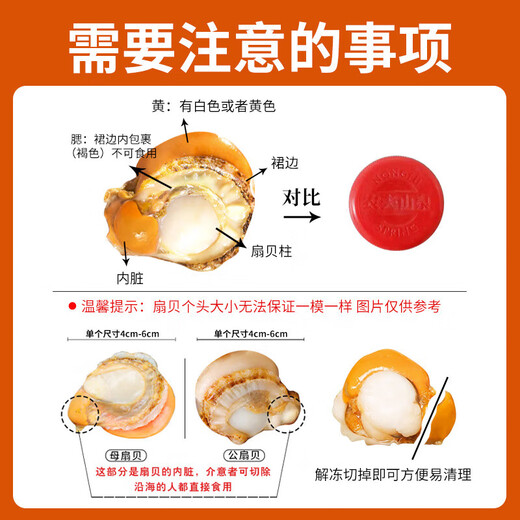 Linglue Frozen Extra Large Yellow Scallop Meat Net Weight 4Jin Jin is equal to 0.5kg, about 80-160 pieces, clean and sand-free, barbecue seafood