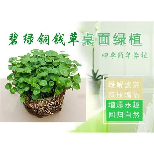 Copper money grass hydroponic potted indoor and outdoor flowers Lucky money grass green plant formaldehyde absorbing green plant large leaf plant Soil culture hydroponic copper money grass 1 pot with leaves