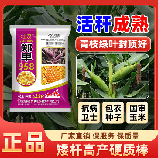 Zhuanghan Academy of Agricultural Sciences corn seeds with short stems, lodging resistance, drought resistance and high yield double stems upgraded disease-resistant golden grain bract grain seeds Academy of Agricultural Sciences golden grain 1515g, resistance to lodging and stable yield