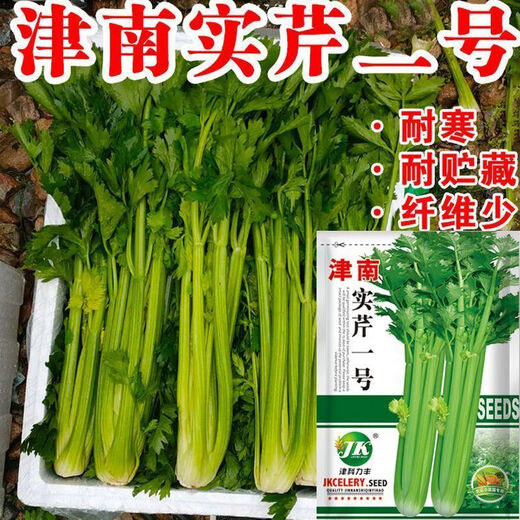 Jinnan Shiqin solid celery seeds, balcony potted celery, farmhouse vegetable garden sowing vegetable seeds in all seasons, Jinnan Shiqin seeds, 10 packs, about 10,000 grains