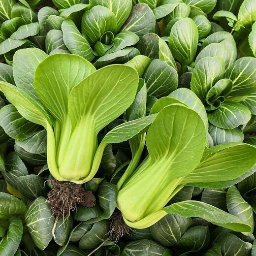 Original Shanghai Green Four Seasons Spring Autumn Rapeseed Cabbage Small Greens Fresh Vegetables April Slow May Slow Pack Shanghai Green Seeds 1 Pack About 1000 Tablets