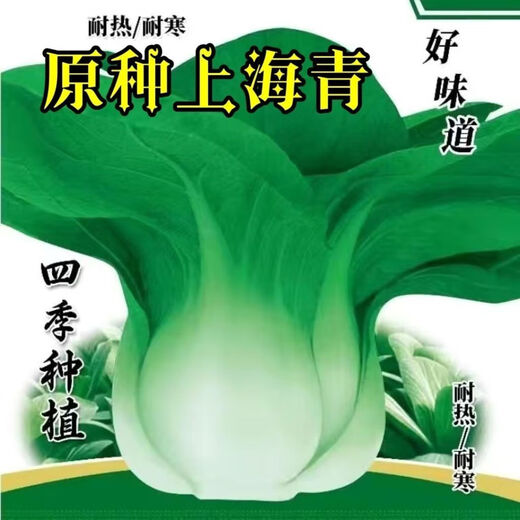 Original Shanghai Green Four Seasons Spring Autumn Rapeseed Cabbage Small Greens Fresh Vegetables April Slow May Slow Pack Shanghai Green Seeds 1 Pack About 1000 Tablets