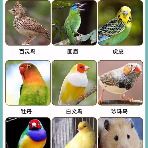 New white perilla large grain perilla seed bird food canary hibiscus bird oriole pearl white swallow jade bird food parrot bird food 100g white perilla seed