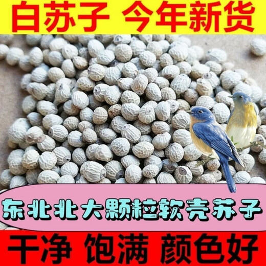 New white perilla large grain perilla seed bird food canary hibiscus bird oriole pearl white swallow jade bird food parrot bird food 100g white perilla seed