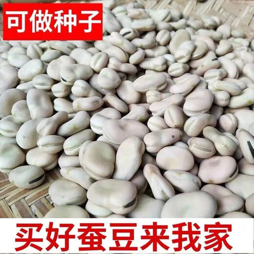 New Yunnan dry broad bean seeds, raw dry goods, peas, monkshood beans, fresh orchid beans, good goods, insect-free wholesale, Japanese large white broad beans, original 20 Jin Jin equal to 0.5 kg