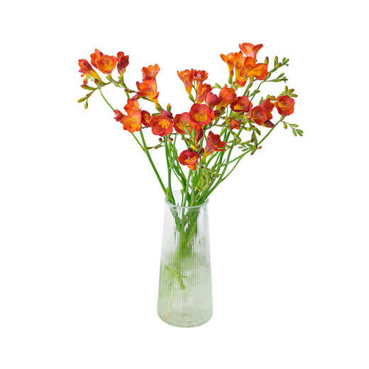 Jo Malone Flavor Freesia 10 random colors