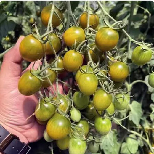 Real black tomato seeds waterfall small tomato tomato seeds balcony dwarf potted vegetable seedlings real black tomatoes 5 pieces black emperor