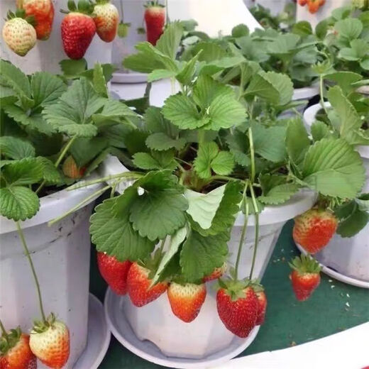 Four Seasons Cream Strawberry Seeds Spring and Autumn Home Balcony Potted Plants for Beginners Easy to Grow Fruit Red Strawberry Seeds Cream Red Strawberry Seeds/Pack About 100 Pieces 1 Pack