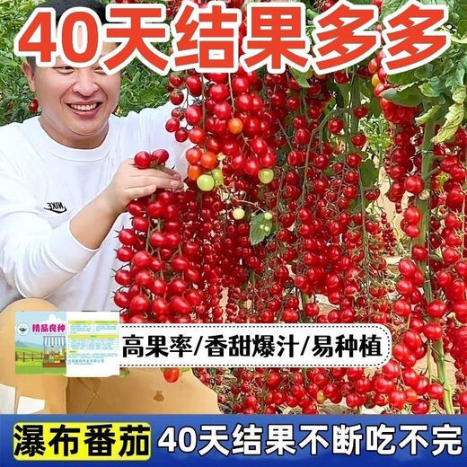Sweet and juicy waterfall cherry tomato seeds, cherry tomato seeds for sowing potted vegetables in all seasons, red waterfall cherry tomato seeds/pack, about 200 capsules, 3 packs