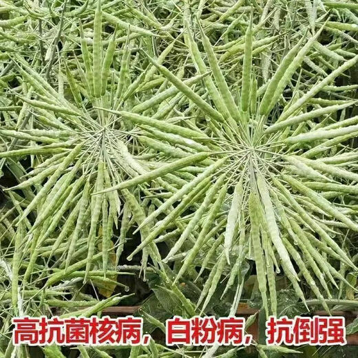 Gránulos de semillas amarillas de colza 999 de color amarillo puro para extracción de aceite, madurez temprana, alta tasa de aceite, tallos cortos, resistencia al frío, resistencia a enfermedades y resistencia al alojamiento. Semillas de colza amarillas puras 999, 1 paquete de unos 150 gramos