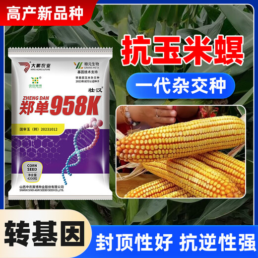 Zhuanghan Transgenic Academy of Agricultural Sciences Corn Seeds Upgraded High-Yielding Insect-Resistant Sticks Lodging-Resistant Drought-Resistant Hard Grain Corn Seeds Insect-Resistant and Pest-Free 4200 Grains Genetically Modified Cap Good
