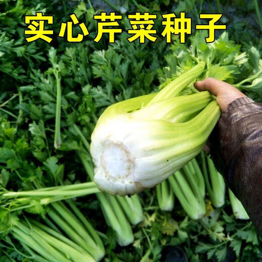 Jinnan Shiqin solid celery seeds, balcony potted celery, farmhouse vegetable garden sowing vegetable seeds in all seasons, Jinnan Shiqin seeds, 10 packs, about 10,000 grains