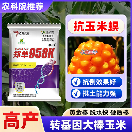 Zhuanghan Transgenic Academy of Agricultural Sciences Corn Seeds Upgraded High-Yielding Insect-Resistant Sticks Lodging-Resistant Drought-Resistant Hard Grain Corn Seeds Insect-Resistant and Pest-Free 4200 Grains Genetically Modified Cap Good