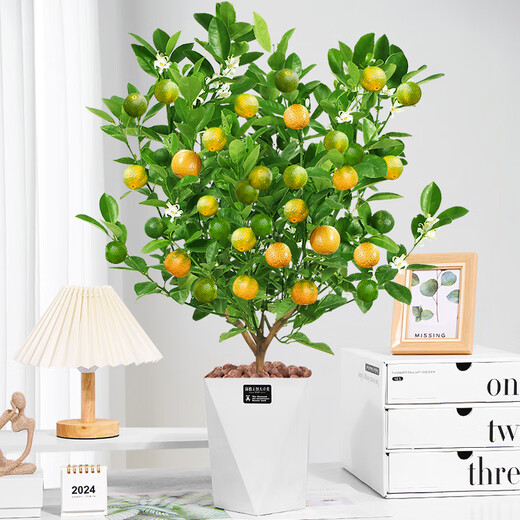 Rose Village Four Seasons Kumquat Potted Saplings Indoor Living Room Fortune Plants Kumquat 40-50cm + Simple Pot Straight from the Source