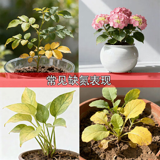 Quick-acting nitrogen fertilizer medium granular 46% agricultural urea universal type flowers and green plants vegetables fruits vegetables fruit trees universal medium granular urea 46% 100 original delivery