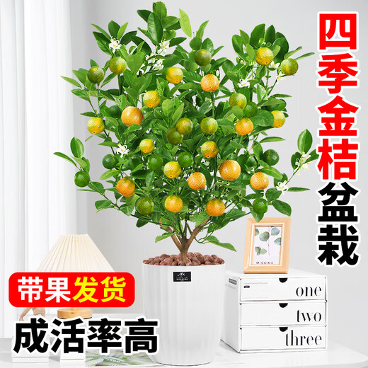 Rose Village Four Seasons Kumquat Potted Saplings Indoor Living Room Fortune Plants Kumquat 40-50cm + Simple Pot Straight from the Source