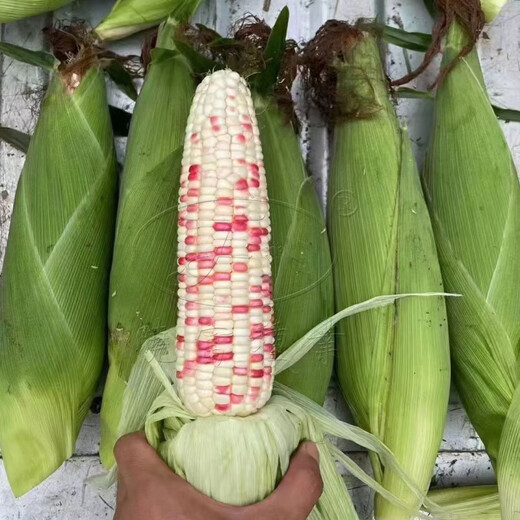 National Approval Xiaofu Tiangui Nuo 937 Big Stick High Yield Disease Resistance Spring and Autumn Field Base Colorful Sweet Nuo Jade 2018 BMW Tian Gui Nuo 937 Canned 500g