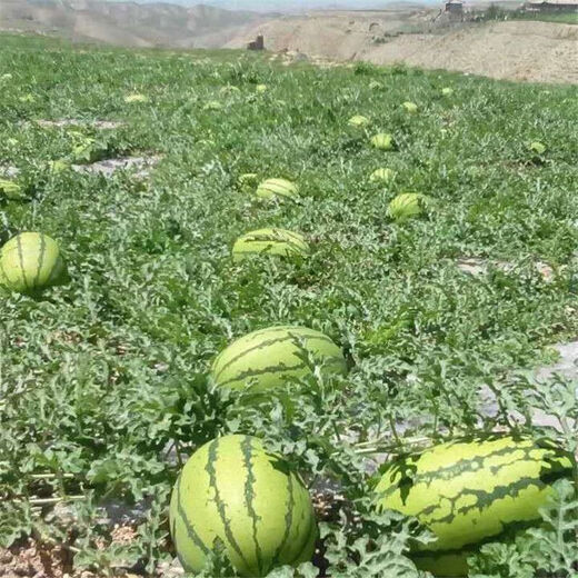 Fruit set, strawberry, cherry tomatoes, croissant, honey, watermelon, balcony potted plants, farmhouse garden melon seeds, all kinds of Lazy Man’s Melon King watermelon seeds, 2 packs, about 100 seeds