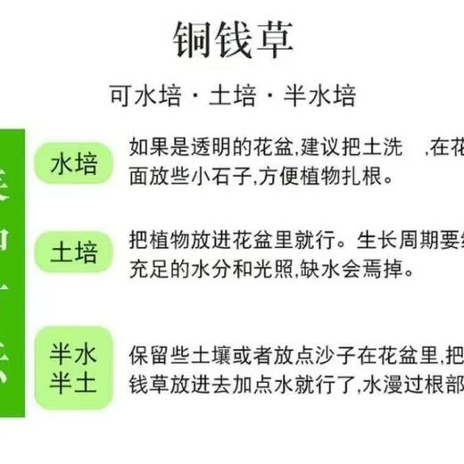 Copper money grass hydroponic potted indoor and outdoor flowers Lucky money grass green plant formaldehyde absorbing green plant large leaf plant Soil culture hydroponic copper money grass 1 pot with leaves