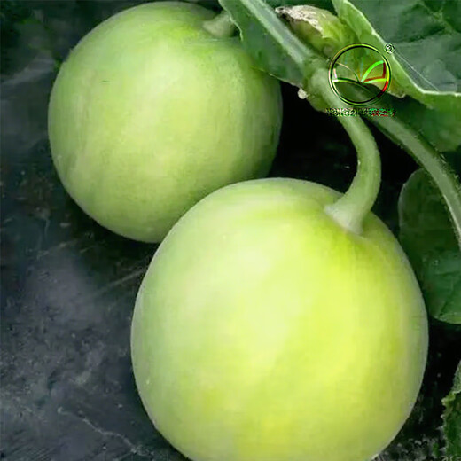 Nongzhi R Ben Tianbao melon seeds honeydew melon Nongzhi Fuji Tianbao melon seeds 2g 2 bags