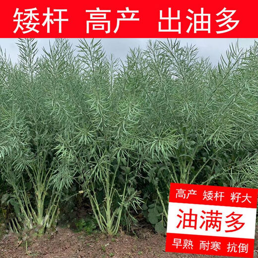高产油王888油菜籽优质非转基因黑籽榨油专用矮杆高产秋播耐寒 高产888油王种子 5包约400克