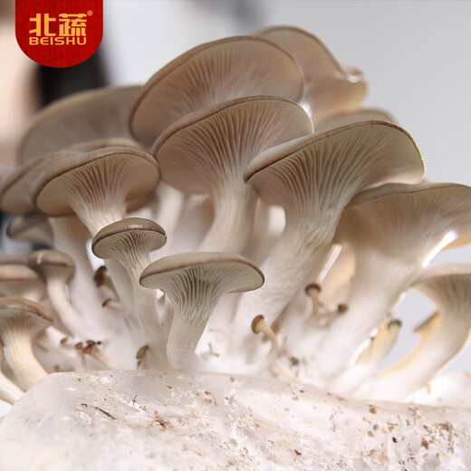 Northern Vegetable Mushroom Planting Bags, Gray Pleurotus Home Grown Edible Mushroom Bags, Small Gray Pleurotus Mushroom Packs, 5 Straight from the Source