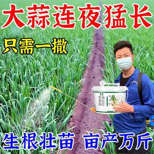 Modern garlic special fertilizer expands, prevents dryness, prevents disease, increases production, strong and high-yielding new fertilizer, 1 barrel, uses 1 mu of land