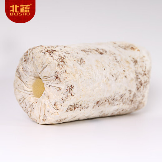 Northern Vegetable Mushroom Planting Bags, Gray Pleurotus Home Grown Edible Mushroom Bags, Small Gray Pleurotus Mushroom Packs, 5 Straight from the Source