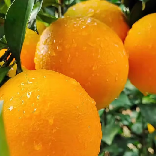 江满鲜江西正宗赣南脐橙现摘特大果当季新鲜水果手剥甜橙子整箱 10斤 小果（100g起）
