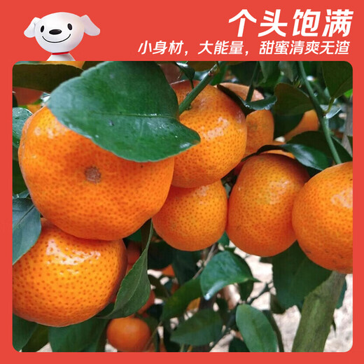 Jingdida Guangxi Tangtang Orange, net weight 4.5Jin Jin is equal to 0.5kg, single fruit 40mm+, straight from the fresh source