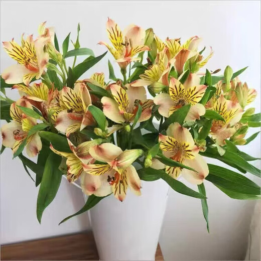 Narcissus lily flowers alstroemeria orange orange red Yunnan base fresh straight hair bloom fast and long flowering period 10 narcissus lilies (wake up the flowers first when they arrive, only 1-2 leaves can be left)