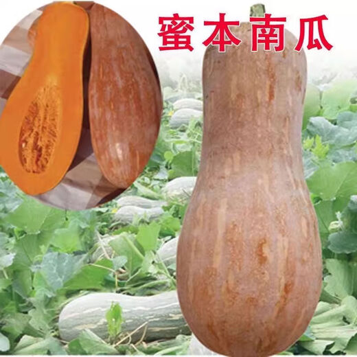 Honey Pumpkin Seeds Super Sweet Pumpkin Seeds Sweet Pumpkin Seeds Sweet Pumpkin Seeds Early Maturity High Yield Four Seasons Sowing 5 Packs Pumpkin Seeds