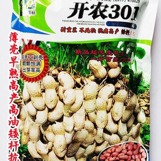 High-end Kainong 301 peanut seeds, thin shell, early maturity, high yield, high oil, short stem, disease resistance, sown by farmers in spring and summer, Kainong 301 original 500g x 2 bags