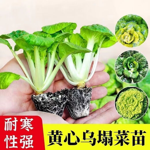 Huangxinwutaicai seedlings, chrysanthemum and cabbage seedlings, potted garden garden fields, easy to grow four-season vegetable seedlings, 10 Huangxinwutaicai plants