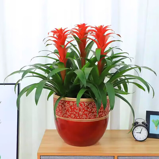 The large pot of Hongyun Dangtou potted plants is suitable for flowers placed in the living room. Indoor flowers and plants are good for feeding the four seasons. Hongyun Dangtou simple pot + nutrient solution with pot.