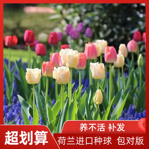Imported hydroponic tulip bulbs, large five-degree bulbs, soil-cultivated tulip bulbs, cold-resistant, blooming in winter, easy to maintain, 1 bulb, trial planting/no gifts, 11-12cm circumference