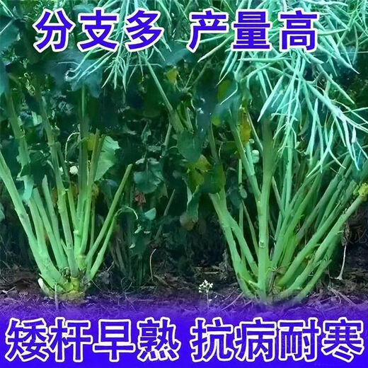 High-yielding rapeseed hybrid large-grained rapeseed Academy of Agricultural Sciences special seed for oil extraction short stem resistance to lodging and frost resistance 100g about 22,000 seeds + high-yield technology