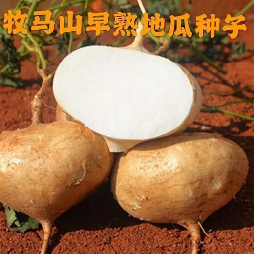 Early-maturing Muma Mountain Sweet Potato and Cold Potato Seeds Large Sweet Potato White Sweet Potato Kudzu High-yielding Spring and Autumn Sowing Fruit and Vegetable Seeds Muma Mountain Sweet Potato (Jingyam Seeds/Pack About 50 Pieces 3 Packs