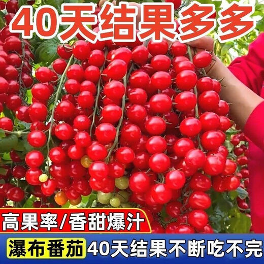 Sweet and juicy waterfall cherry tomato seeds, cherry tomato seeds for sowing potted vegetables in all seasons, red waterfall cherry tomato seeds/pack, about 200 capsules, 3 packs