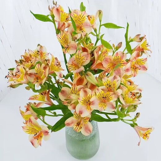Narcissus lily flowers alstroemeria orange orange red Yunnan base fresh straight hair bloom fast and long flowering period 10 narcissus lilies (wake up the flowers first when they arrive, only 1-2 leaves can be left)