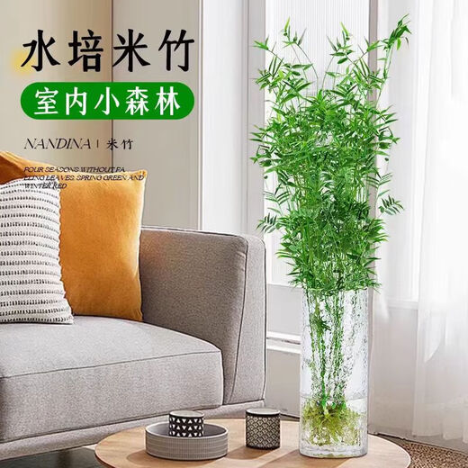 Hydroponic plant Lucky Bamboo Bird of Paradise White Palm Duck Foot Wood Indoor Rice Bamboo Green Plant Flowers Office Desktop Easy to Grow 10 Rice Bamboo 35-45cm + Nutrient Solution No Pots No Specifications