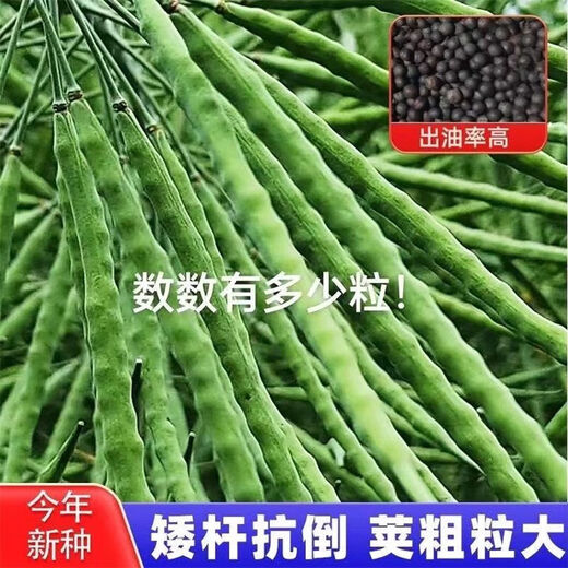 高产油王888油菜籽优质非转基因黑籽榨油专用矮杆高产秋播耐寒 高产888油王种子 5包约400克