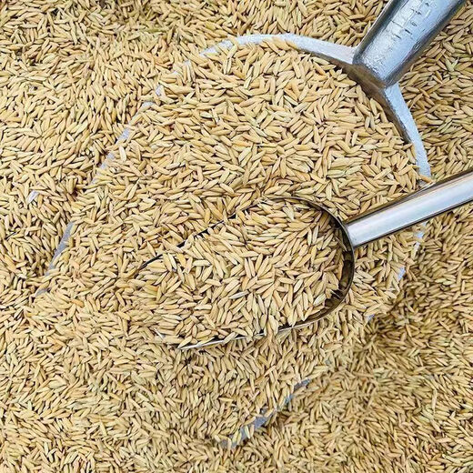 Long rice 1 Jin Jin is equal to 0.5 kg. Feed chickens, ducks, geese and pigeons cheap wholesale 0.5KG farmer long rice paddy with shell millet. 1 Jin Jin is equal to 0.5 kg. Net weight 480 grams. Selected Wannan long rice.