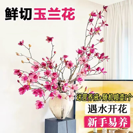 Xingxiang hydroponic plant Magnolia flowers dried branches fresh cut flowers bloom when exposed to water Purple Magnolia 60~80cm 4 branches straight from the source