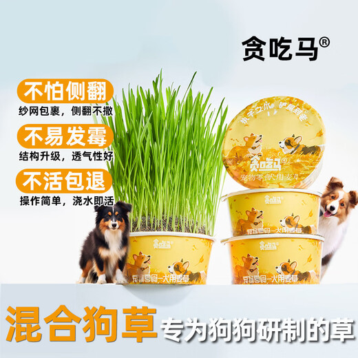 Greedy Horse Dog Straw Dog Snacks Wheat Straw Dog Snacks for Lazy People No Soil, Cleans Teeth, Fresh Breath Dog Snacks 2 Boxes