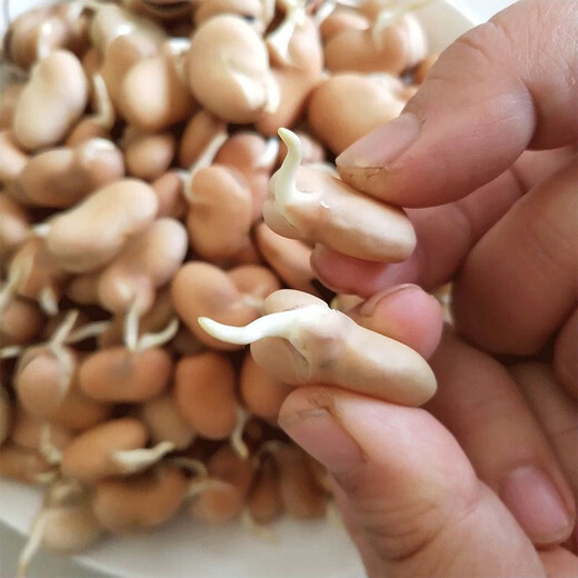 New Yunnan dry broad bean seeds, raw dry goods, peas, monkshood beans, fresh orchid beans, good goods, insect-free wholesale, Japanese large white broad beans, original 20 Jin Jin equal to 0.5 kg