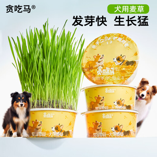 Greedy Horse Dog Straw Dog Snacks Wheat Straw Dog Snacks for Lazy People No Soil, Cleans Teeth, Fresh Breath Dog Snacks 2 Boxes