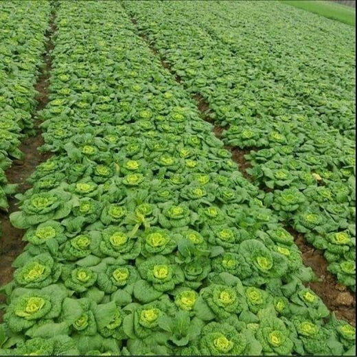 Huangxinwutaicai seedlings, chrysanthemum and cabbage seedlings, potted garden garden fields, easy to grow four-season vegetable seedlings, 10 Huangxinwutaicai plants